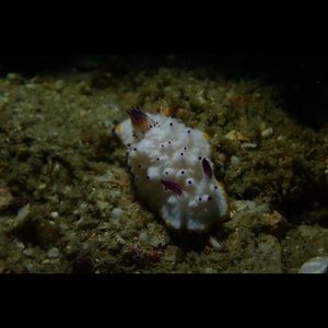 Meet your Posher, May